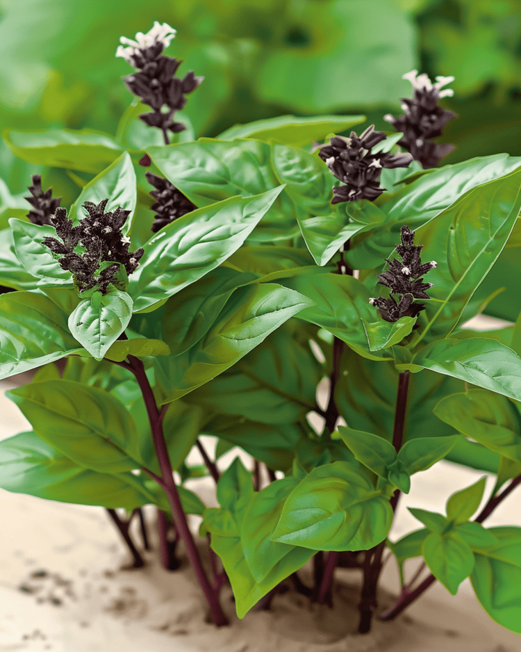 Basilico thai (Ocimum basilicum) coltivato da seme — un'erba aromatica facile per i principianti