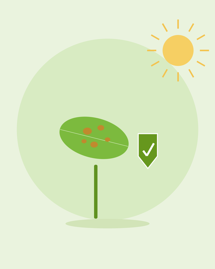 Illustrazione piatta di una foglia maculata accanto a uno scudo di protezione verde — prevenire le malattie più comuni delle piante, da SeedsChoice