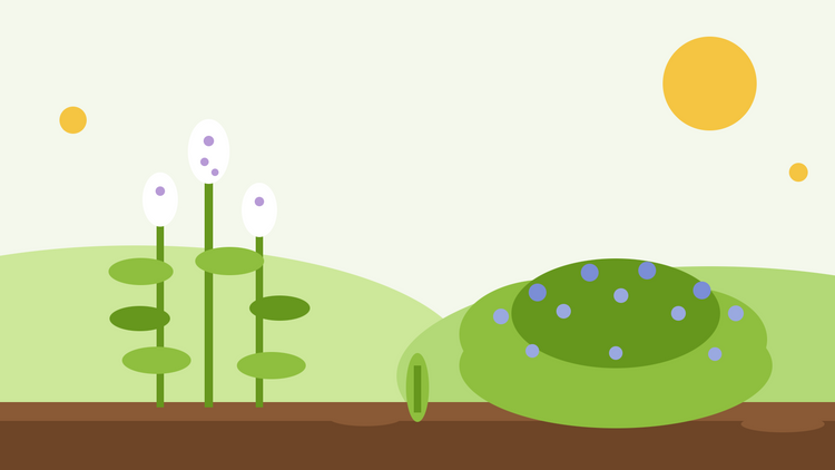 Erba gatta vs mentuccia — illustrazione piatta che confronta la Nepeta cataria alta con fiori bianchi e un basso cuscino di mentuccia con fiori blu