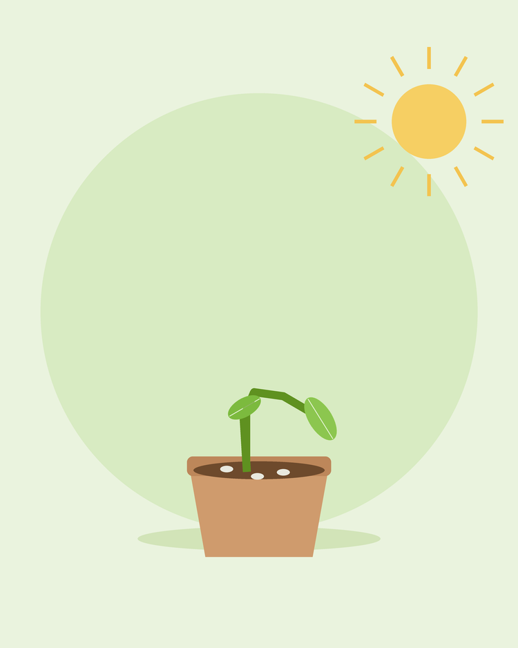 Illustrazione piatta di un semenzale collassato alla base in un vaso con muffa sul terreno — il mal del piede dei semenzali, da SeedsChoice