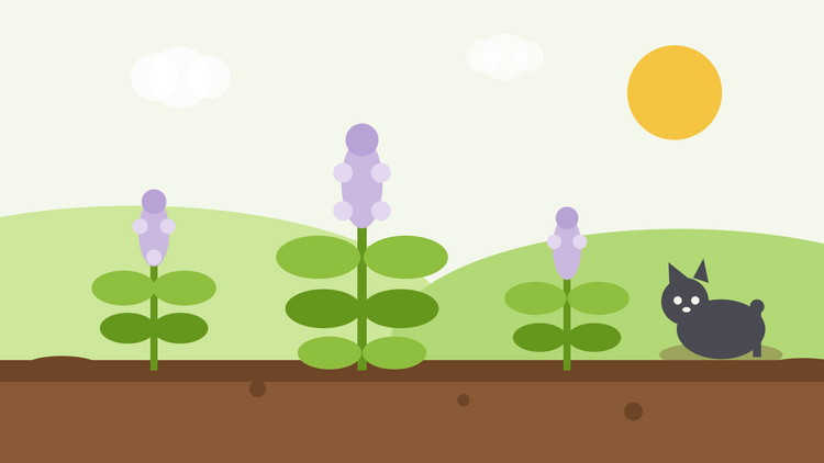 Come coltivare l'erba gatta da seme — illustrazione piatta di piante di Nepeta cataria con morbide spighe di fiori lilla e un gatto che riposa accanto a loro in un'aiuola soleggiata