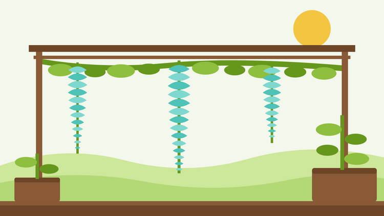 Come coltivare la vite di giada dal seme — illustrazione piatta di un pergolato con lunghi racemi di fiori turchesi di Strongylodon macrobotrys che pendono da una pianta rampicante frondosa