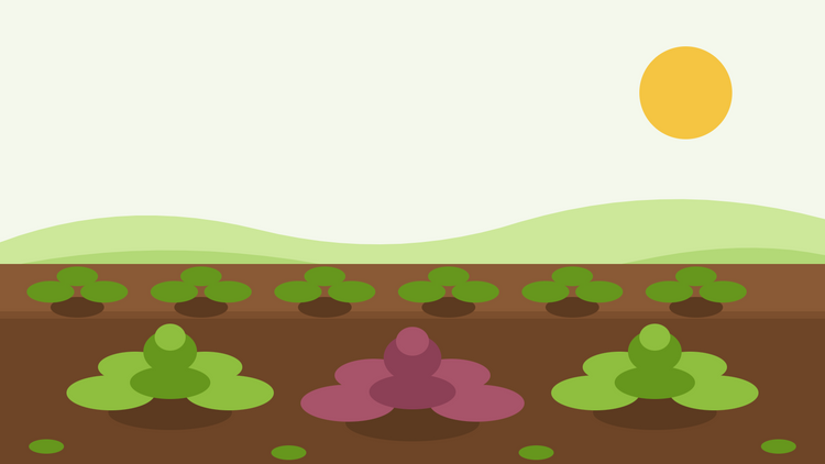 Come coltivare la senape da orto dal seme — illustrazione piatta di un'aiuola con rosette di Brassica juncea verdi e rosse disposte in file sotto un sole brillante