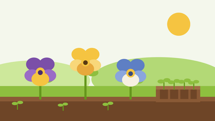 Come coltivare le viole del pensiero dal seme — illustrazione piatta di tre fiori di viola del pensiero in viola, giallo e blu accanto a un vassoio di semina con giovani plantule