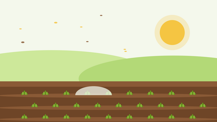 Semina autunnale di annuali rustiche — illustrazione piatta di solchi di semina con giovani rosette verdi sotto un telo di vello e un basso sole autunnale