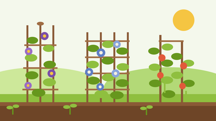 Piante rampicanti da seme — illustrazione piatta di un obelisco, un pannello a graticcio e un tutore per fagioli ricoperti di viti frondose e fiori