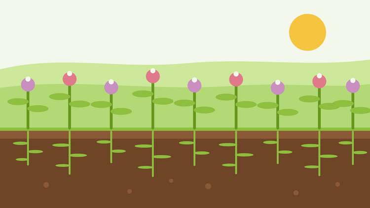 Sovesci da seminare in autunno — illustrazione in sezione piatta di un trifoglio e una facelia come coltura di copertura con radici che lavorano nel terreno