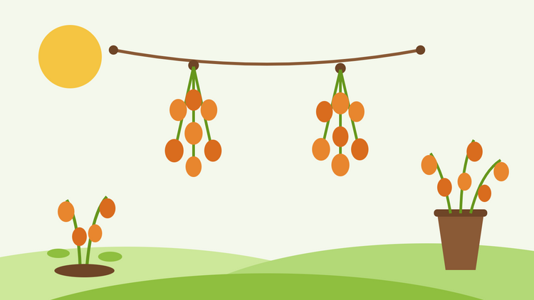 Come essiccare le lanterne cinesi — illustrazione piatta di baccelli arancioni di Physalis appesi in mazzi su un filo per essiccare accanto a un vaso con steli secchi