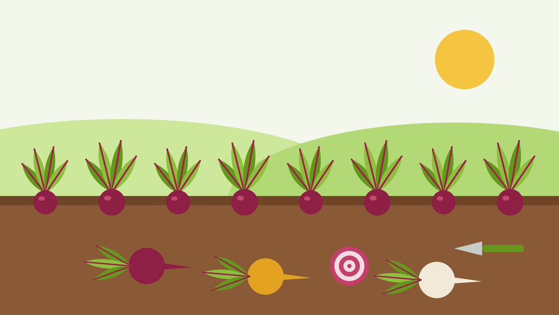 Come coltivare la barbabietola dal seme — illustrazione in stile flat di una fila di barbabietole rosse con il ciuffo di foglie nel terreno, con radici rosse, gialle e bianche appena estratte e una fetta striata di Chioggia