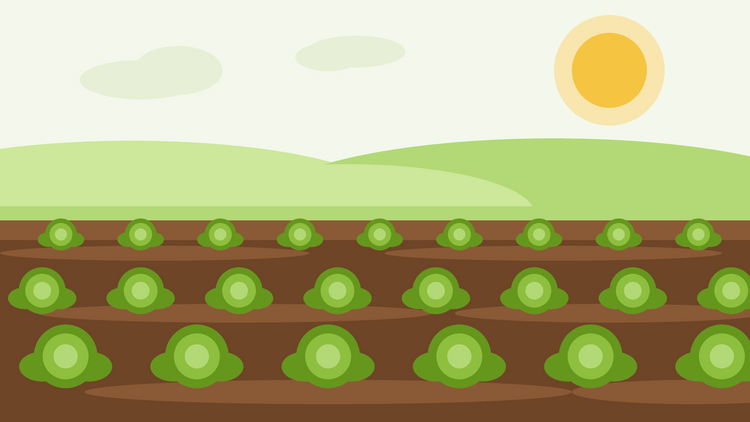 Come coltivare il cavolo cappuccio dal seme — illustrazione piatta di file di cavoli che crescono in un'aiuola orticola ben preparata