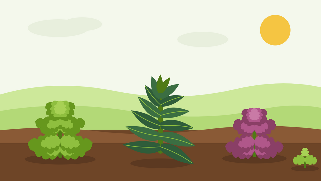Come coltivare il cavolo riccio dal seme — illustrazione piatta di cavolo riccio, cavolo nero e cavolo rosso che crescono in un'aiuola orticola invernale