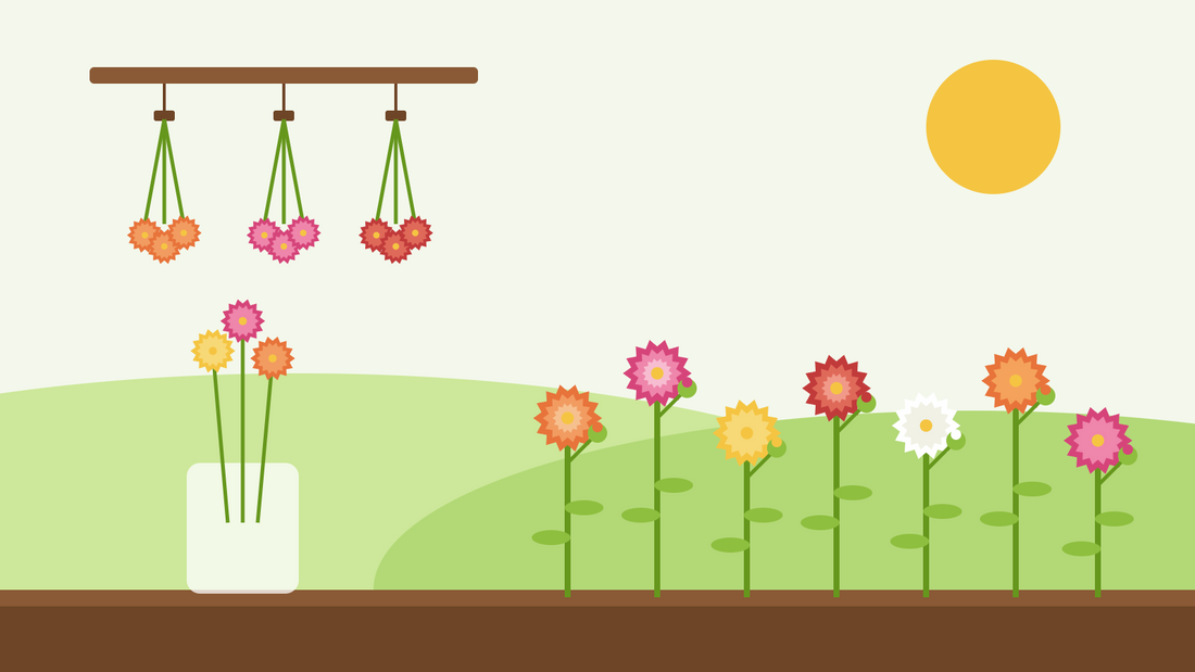 Come coltivare l'elicriso dal seme — illustrazione piatta di elicrisi colorati in un'aiuola soleggiata, mazzi appesi a testa in giù a essiccare e un barattolo di fiori secchi