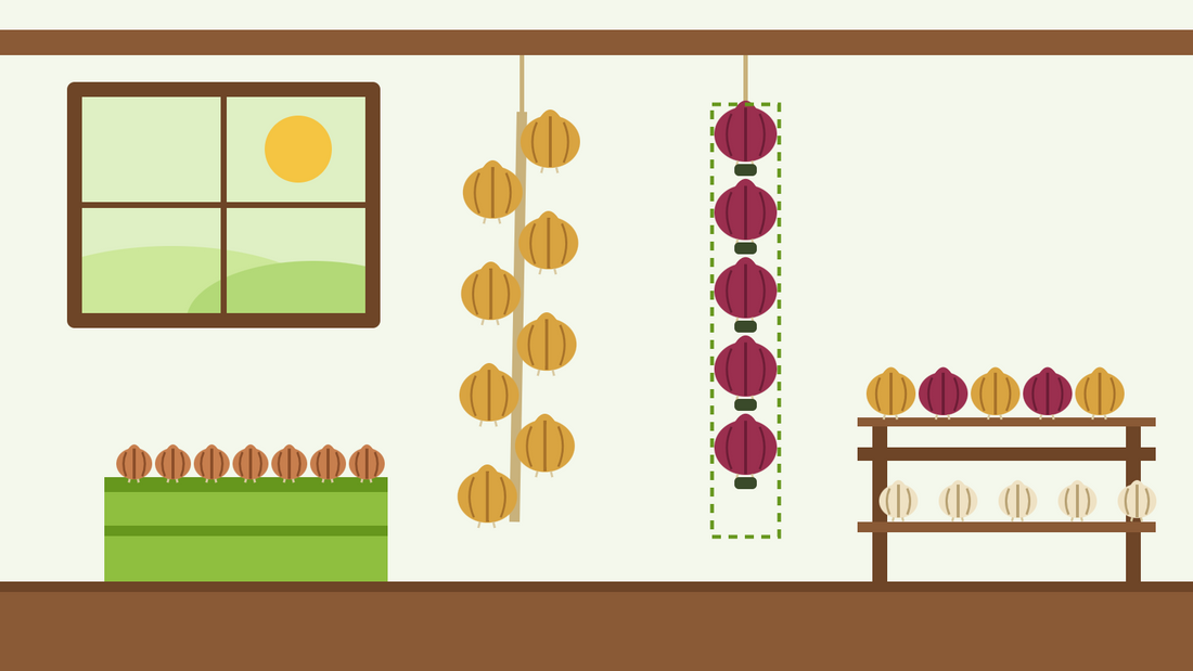 Come conservare le cipolle — illustrazione in stile flat di una treccia di cipolle, cipolle rosse annodate in un collant e cipolle su ripiani a listelli in un capanno da giardino