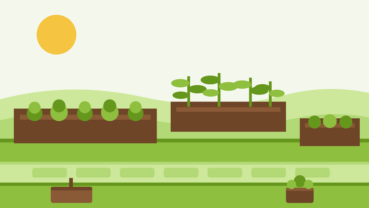Orto in cassone rialzato per principianti — illustrazione piatta di tre cassoni in legno riempiti di terra con file di giovani piante da orto accanto a un vialetto da giardino