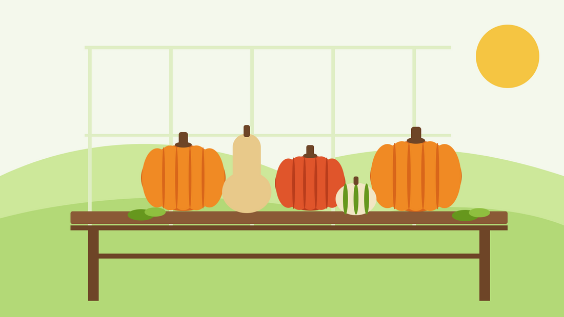Quando raccogliere le zucche — illustrazione piatta di zucche arancioni, una zucca Hokkaido rossa e una butternut in stagionatura su un banco di legno in una serra illuminata dal sole autunnale