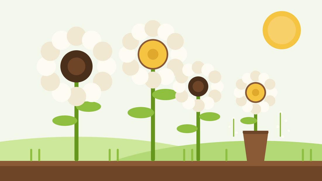Girasoli bianchi da taglio — illustrazione piatta di girasoli bianco crema con centri scuri e dorati accanto a un vaso in un giardino