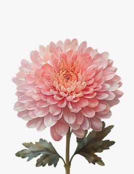 collection_image