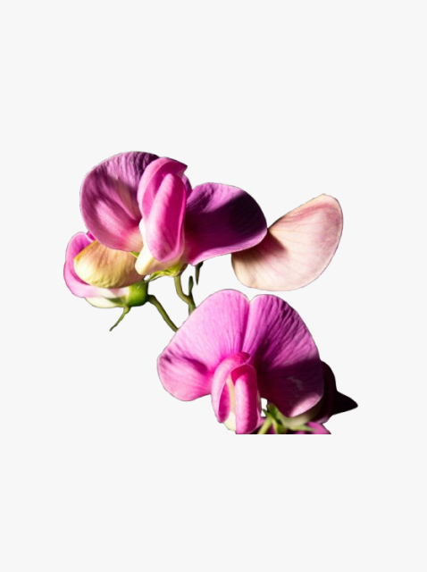 collection_image