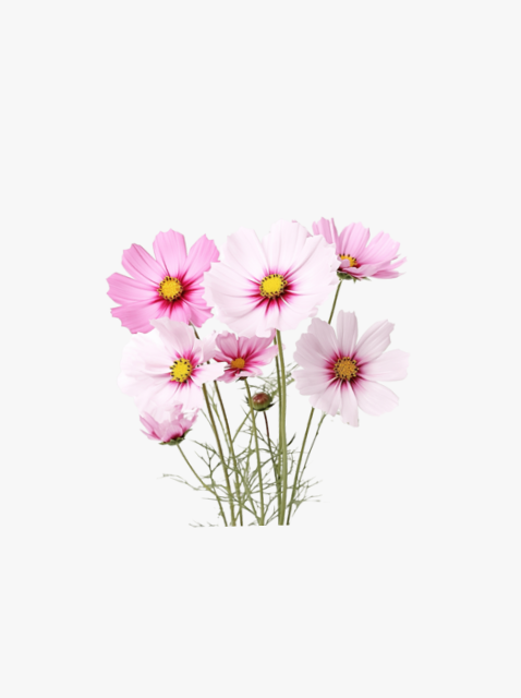 collection_image