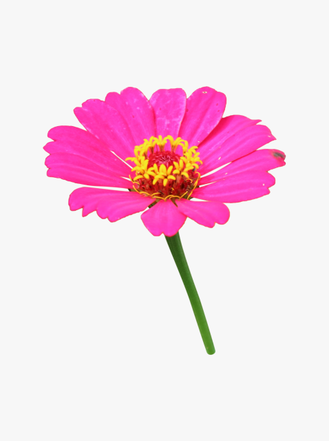 collection_image