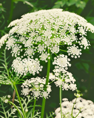Semi Toothpick The Giant (Ammi visnaga) – fiore annuale biologico