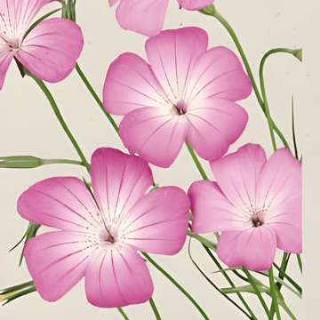 Semi di gittaione Milas (Agrostemma githago) – fiore annuale biologico