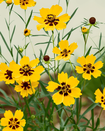 Semi di Coreopsis tinctoria (fiordaliso giallo doppio misto alto) – miscela annuale biologica