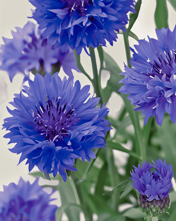 Semi di fiordaliso Blue Ball (Centaurea cyanus) – fiore annuale biologico