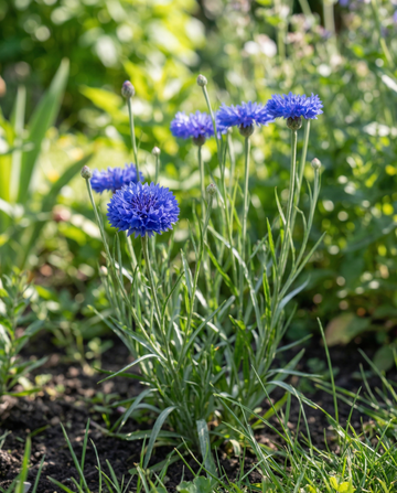 Fiordaliso Blue Ball (Centaurea cyanus) – semi biologici di fiore annuale da SeedsChoice