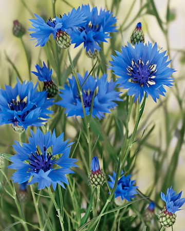 Semi di fiordaliso selvatico (Centaurea cyanus) – fiore annuale biologico