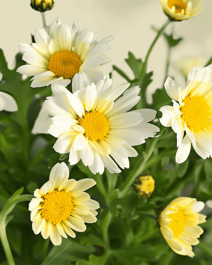 Semi Mixed Single Flowered (Chrysanthemum coronarium) – fiore annuale biologico