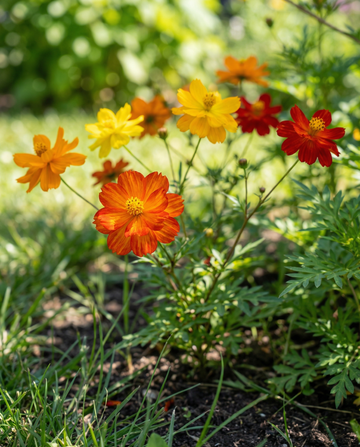 Bright Lights (Cosmos sulphureus) – semi biologici di miscuglio annuale da SeedsChoice