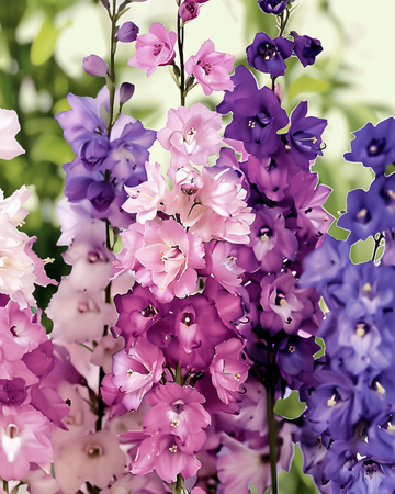 Semi di speronella Imperial Mix (Delphinium consolida) – fiore annuale biologico