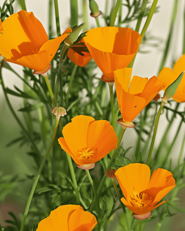 Semi Aurantiaca Yellow (Eschscholzia californica) – fiore annuale biologico
