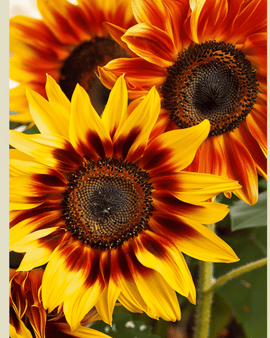 Sunflower Compact Spray Seeds Organic Helianthus Annuus Annual
