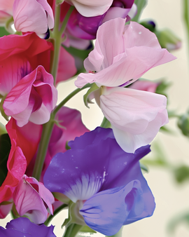 Sweet Pea Seeds Organic Spencer Mixed Lathyrus Odoratus Annual