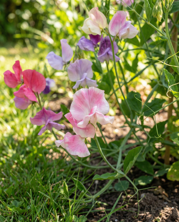 Pisello odoroso Spencer Mixed (Lathyrus odoratus) – semi biologici di fiore annuale da SeedsChoice