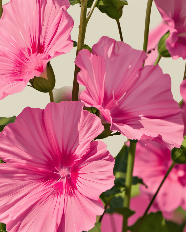 Semi di Malva Rose Red Mix (Lavatera trimestris) – fiore annuale biologico