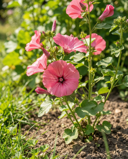 Malva Rose Red Mix (Lavatera trimestris) – semi di fiore annuale biologico da SeedsChoice