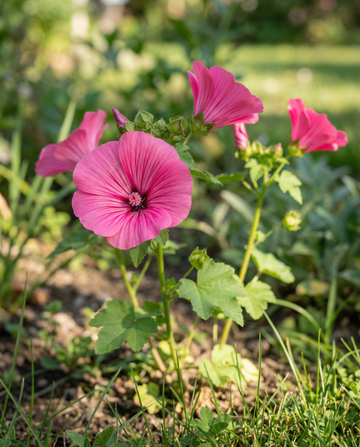 Red Queen (Malope trifida) – semi biologici di fiori annuali di SeedsChoice