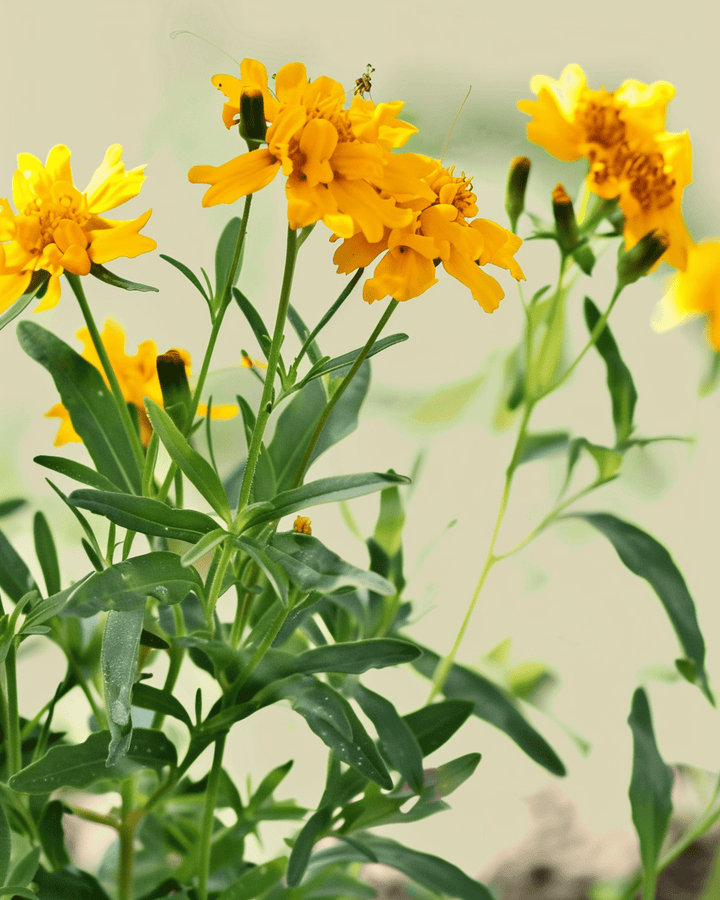 Semi di dragoncello messicano (Tagetes lucida) – fiore annuale biologico