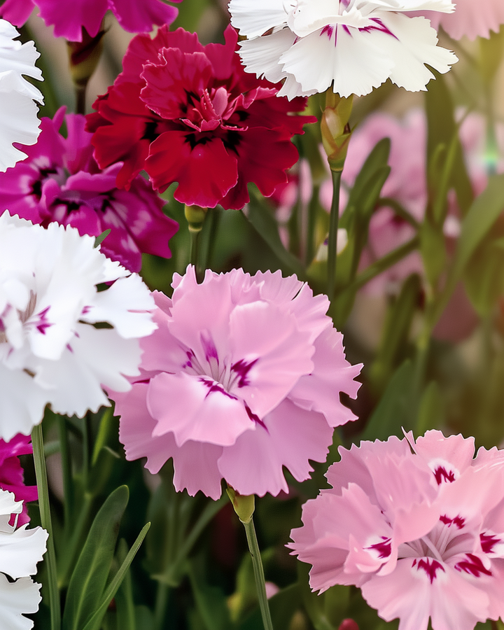 Semi di garofano dei poeti (Dianthus barbatus) – mix biennale biologico
