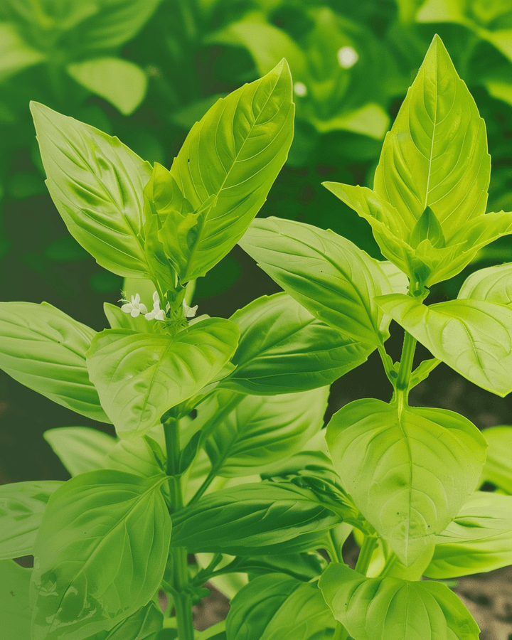 Lemon Basil seeds (Ocimum basilicum) – organic annual herb