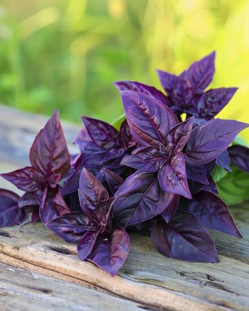Semi di basilico Rosie (Ocimum basilicum) – erba annuale biologica