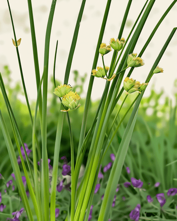 Chives Prager seeds (Allium schoenoprasum) – organic perennial