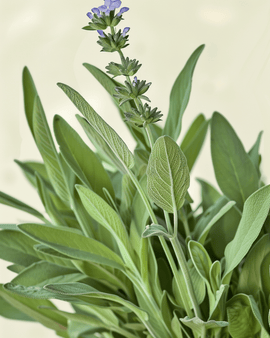 Sage Seeds Organic Salvia Officinalis Perennial Herb