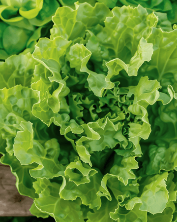 Semi di indivia Nummer Vijf 2 (Cichorium endivia) – ortaggio annuale biologico