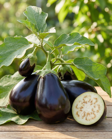 Melanzana Black Beauty (Solanum melongena) – semi di ortaggi annuali biologici di SeedsChoice