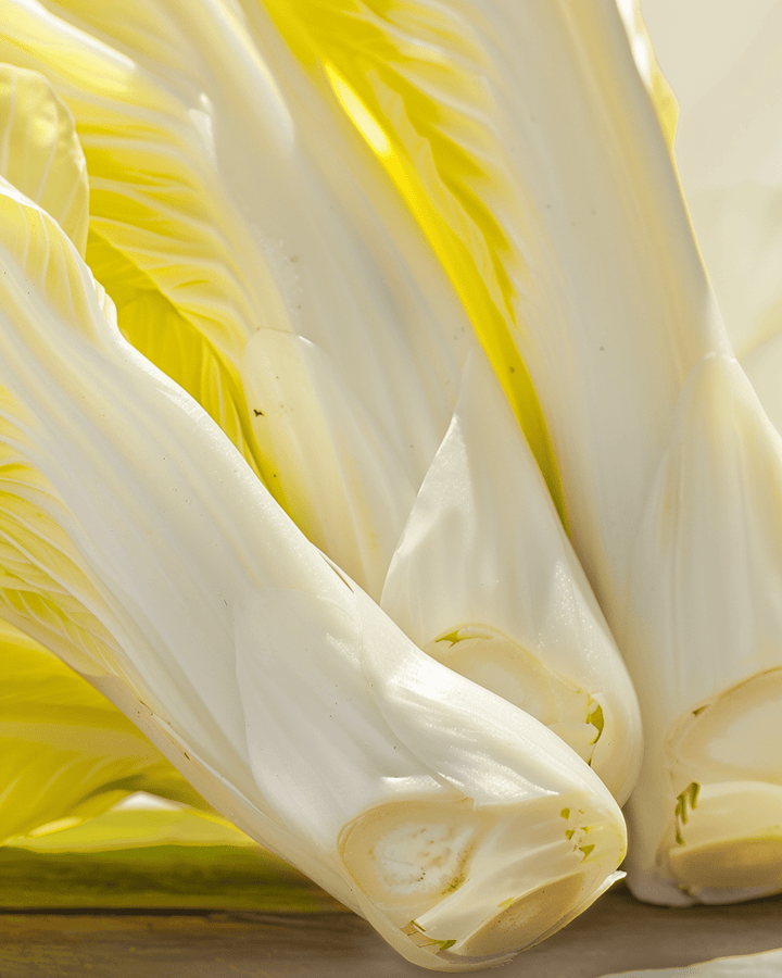 Chicory Brussels seeds (Cichorium intybus) – organic biennial vegetable