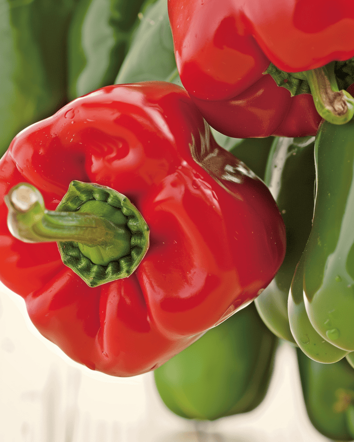 Sweet Pepper California Wonder seeds (Capsicum annuum) – organic annual vegetable